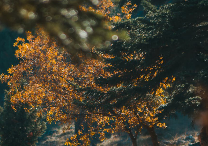 wandering in autumn woods