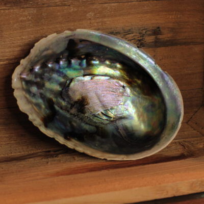 Abalone Schelp